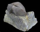 Platystrophia Brachiopod Fossil From Kentucky #35123-1